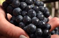 Cosecha FOTO: Bodega Familia Zuccardi Cosecha FOTO: Bodega Familia Zuccardi