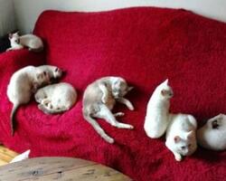 Rescate de gatos  FOTO: MPFCABA
