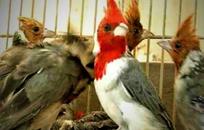 Aves FOTO: WEB Aves FOTO: WEB