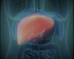 Cáncer de hígado FOTO: WEB