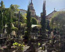 Viñedo urbano  FOTO: WEB