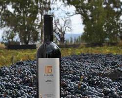 Vino Malbec FOTO: WEB