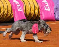 Eukanuba  FOTO: WEB