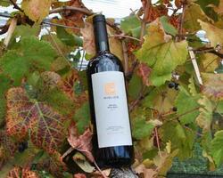 Huarpe Riglos Family Wines FOTO: WEB
