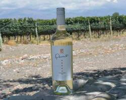  Huarpe Riglos Family Wines FOTO: WEB