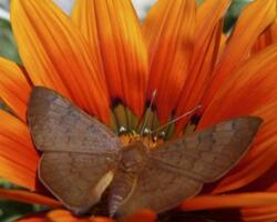 Mariposa FOTO: GCABA