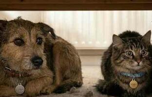 Perro y gato FOTO: GCABA