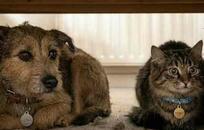 Perro y gato FOTO: GCABA