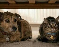 Perro y gato FOTO: GCABA