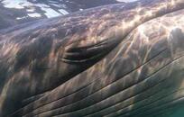 Ballena sei FOTO: WEB