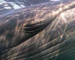 Ballena sei FOTO: WEB