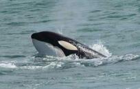 Orca  FOTO: WEB
