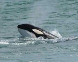 Orca  FOTO: WEB