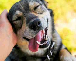 Perro FOTO: Puppis