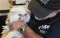 Rescate FOTO: MPFCABA