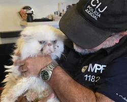 Rescate FOTO: MPFCABA