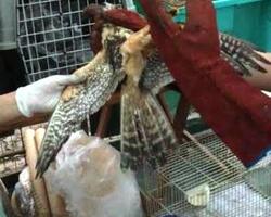 Animales rescatados  FOTO: MPFCABA