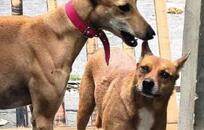 Perros  FOTO: MPFCABA