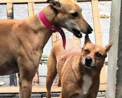 Perros  FOTO: MPFCABA