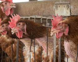 Gallinas FOTO: WEB